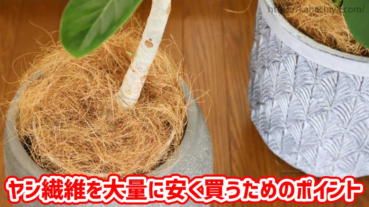 ヤシ繊維を大量に安く買うためのポイント