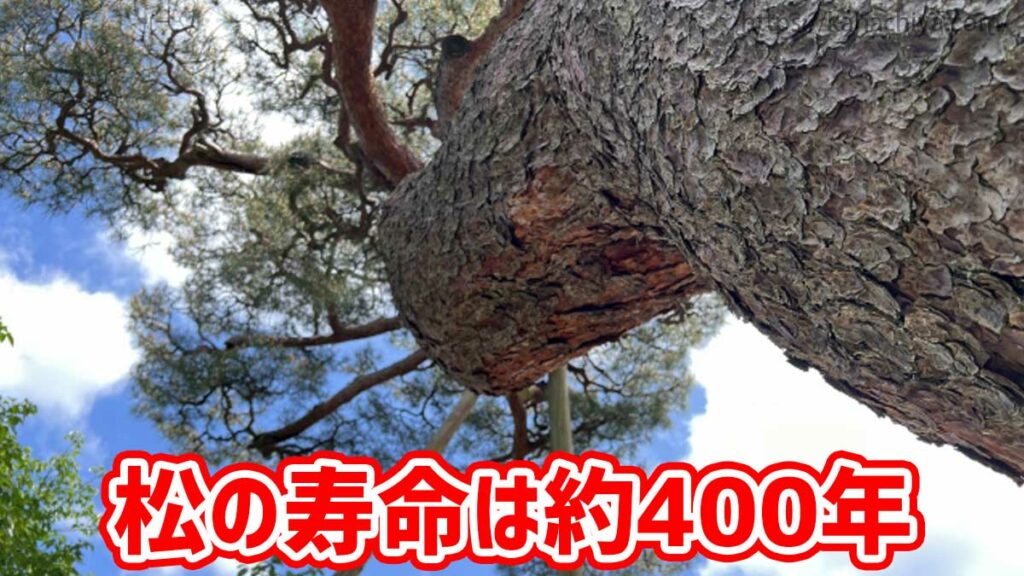 松の寿命は約400年