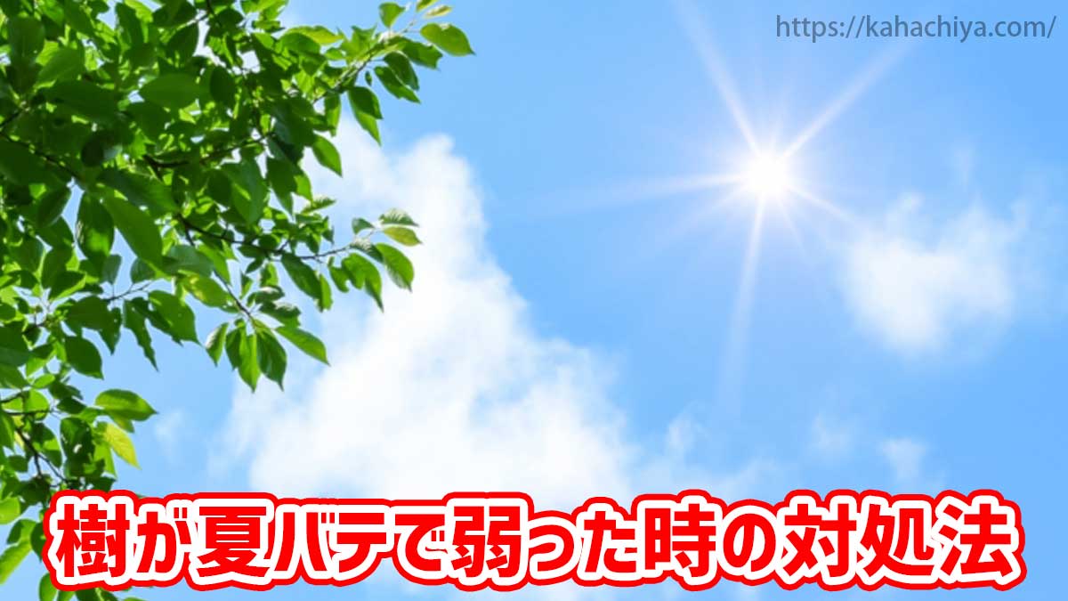 樹が夏バテで弱った時の対処法