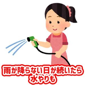 雨が降らない日が続いたら水やり