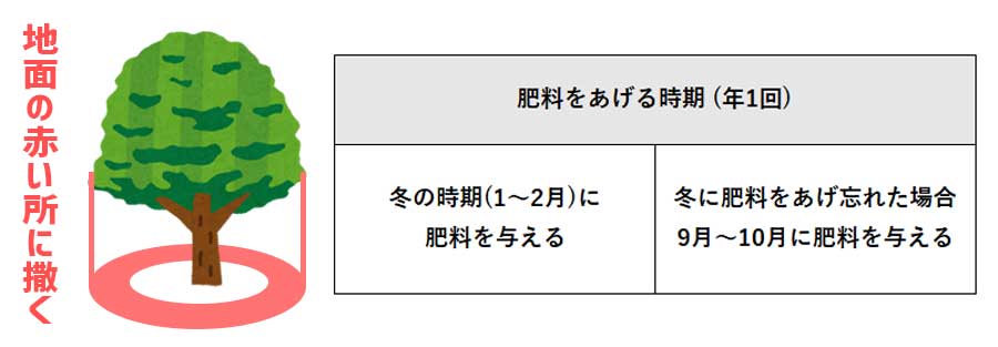 シマトネリコに肥料をあげる時期