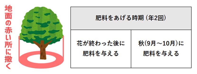 椿に肥料をあげる時期