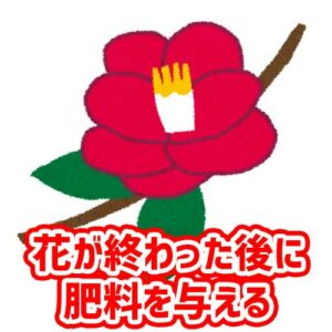 花が終わった後に肥料を与える