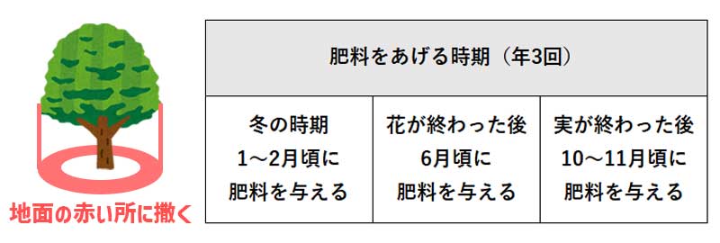 オリーブの樹に肥料をあげる時期