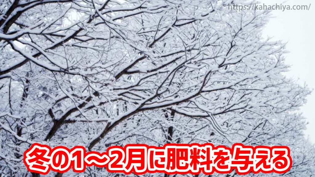 冬の1～2月にオリーブに肥料を与える