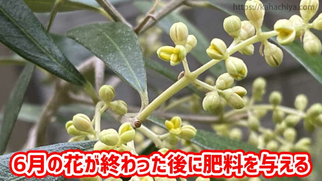 6月の花が終わった後にオリーブに肥料を与える