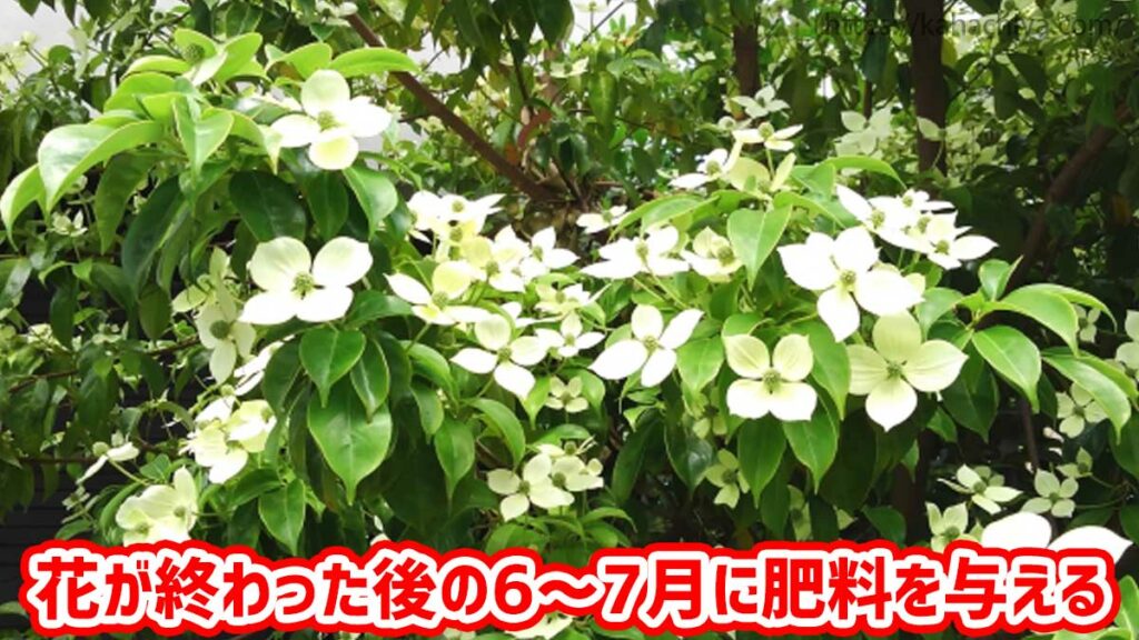 ヤマボウシの花が終わった後の6～7月に肥料を与える