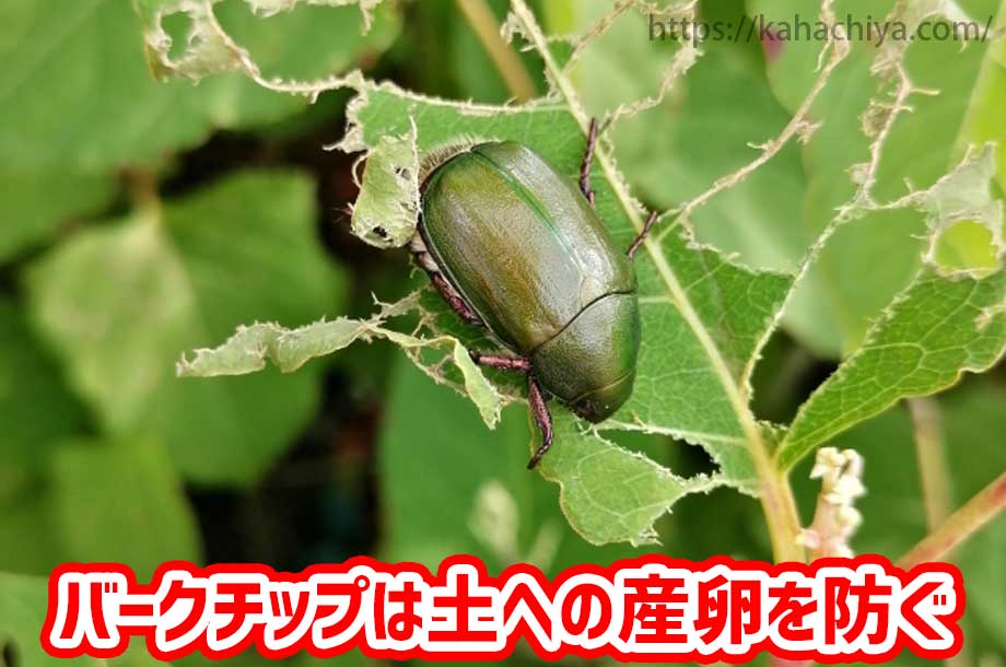 バークチップは害虫の土への産卵を防ぐ