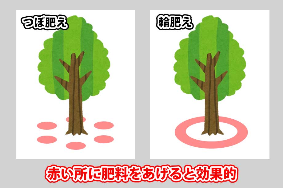 肥料をあげる場所