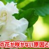 クチナシの花が咲かない原因と対処法