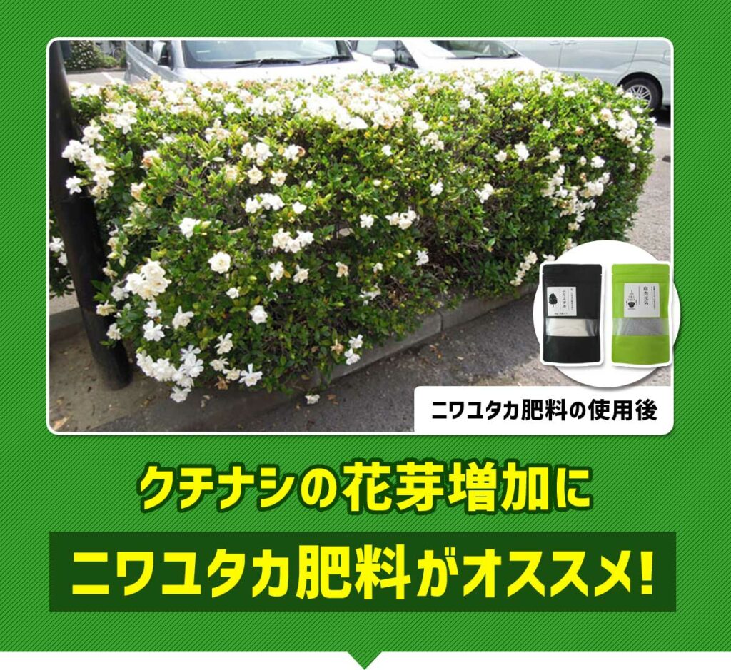 クチナシの花芽増加にニワユタカ肥料がオススメ