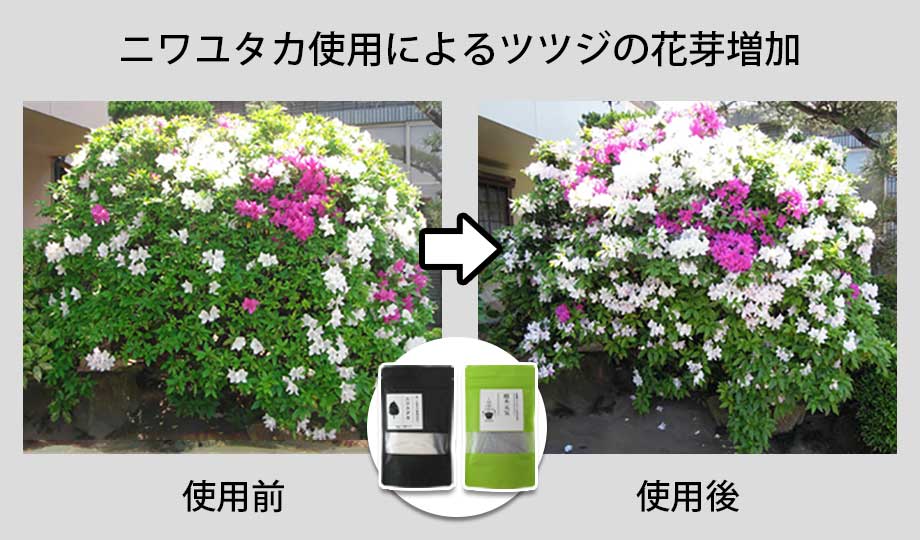 ニワユタカ使用によるツツジの花芽増加