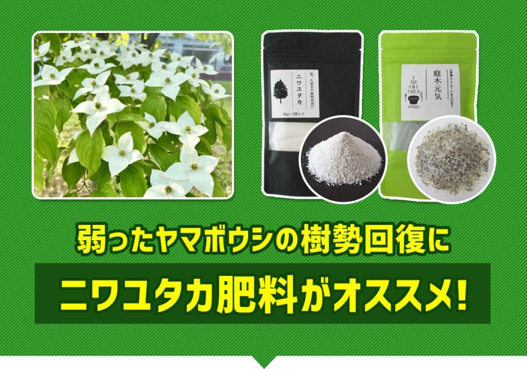 弱ったヤマボウシの樹勢回復にニワユタカ肥料セットがオススメ