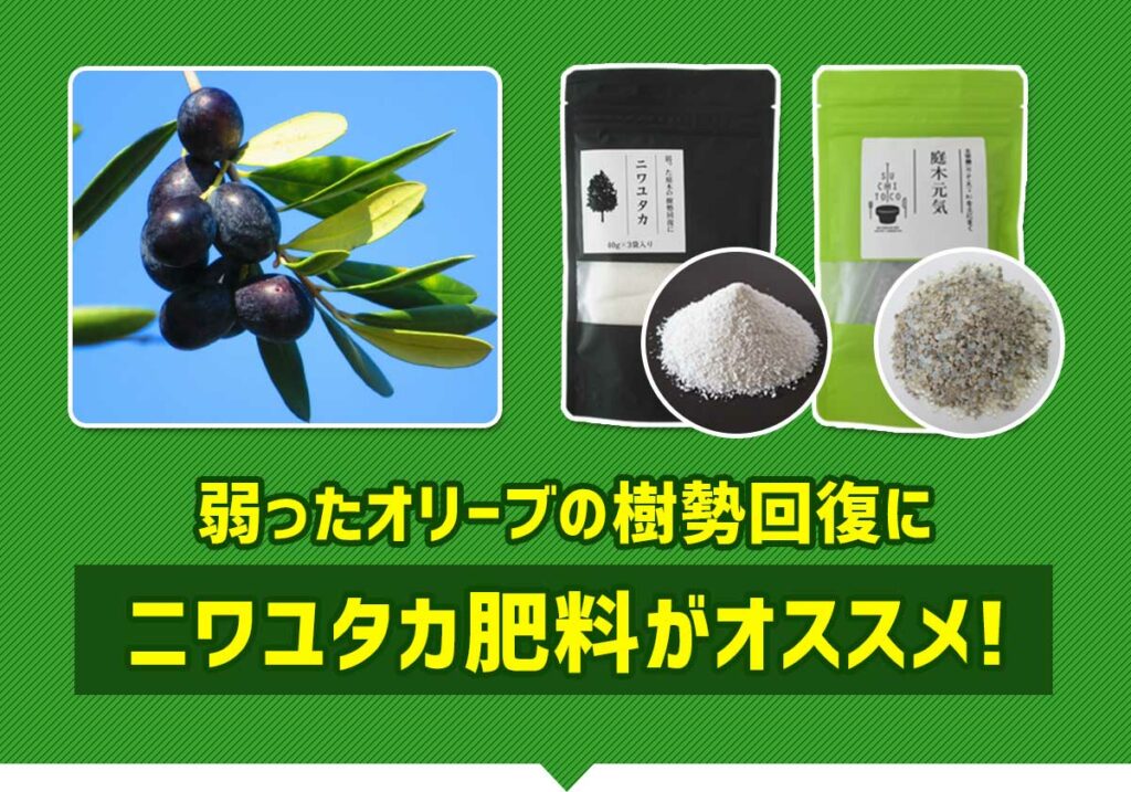 弱ったオリーブの樹勢回復にニワユタカ肥料がオススメ