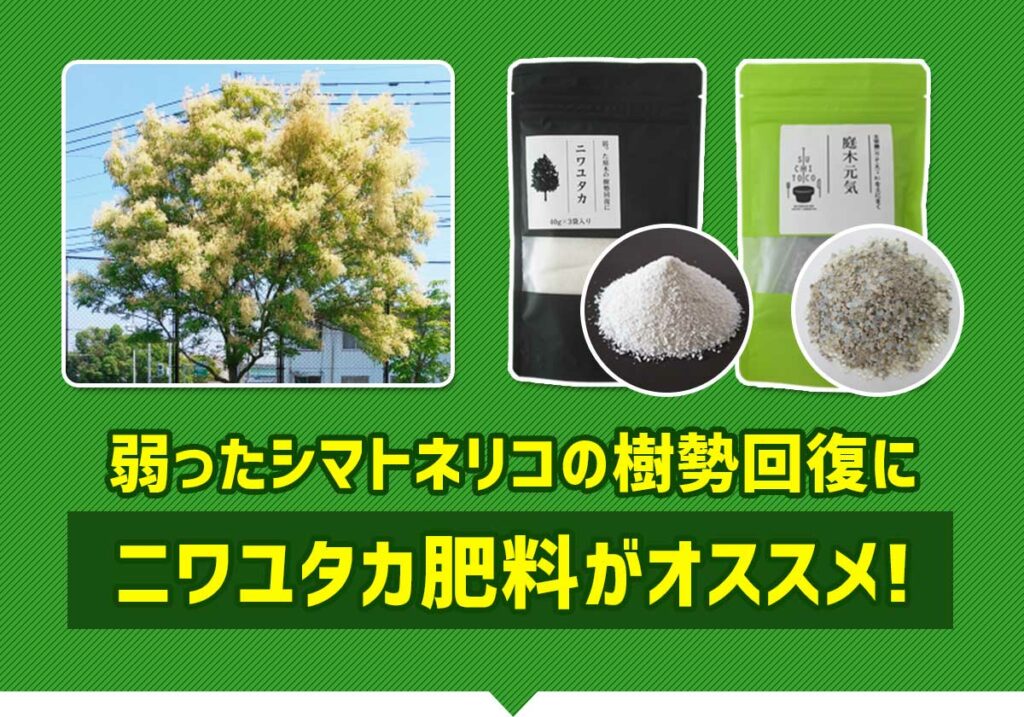 弱ったシマトネリコの樹勢回復にニワユタカ肥料がオススメ