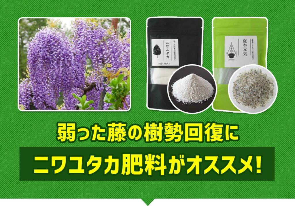 弱った藤の樹勢回復にニワユタカ肥料がオススメ