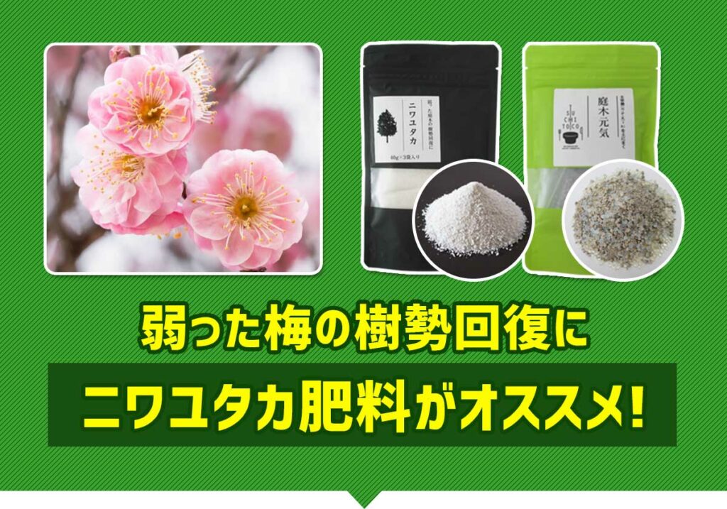 弱った梅の樹勢回復にニワユタカ肥料セットがオススメ