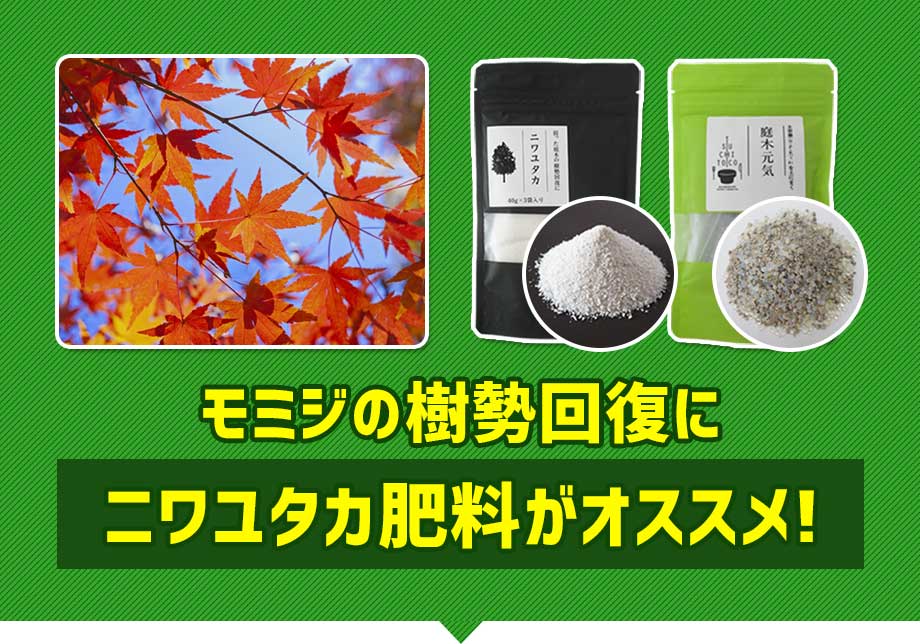 モミジの樹勢回復にニワユタカ肥料セットがオススメ