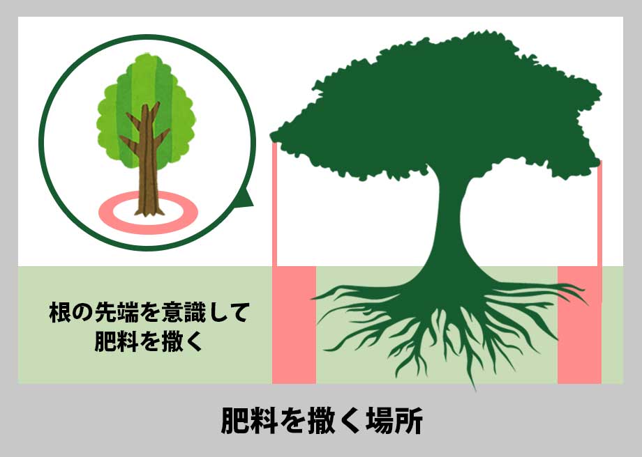 モミジの肥料を撒く場所