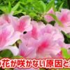 サツキの花が咲かない原因と対策法