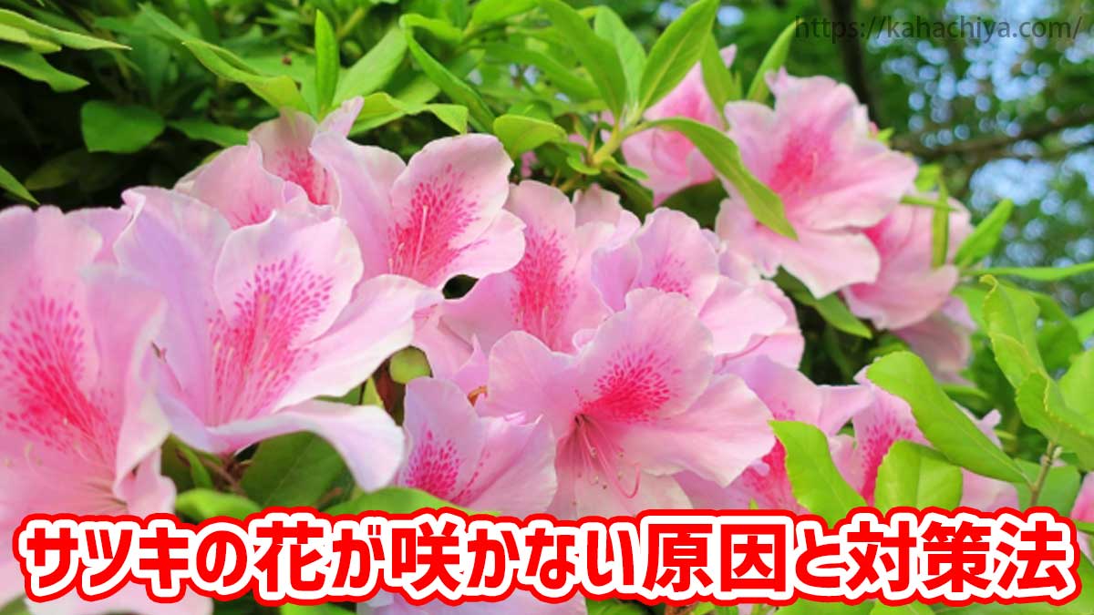 サツキの花が咲かない原因と対策法