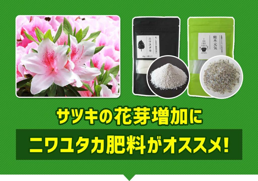 サツキの花芽増加にニワユタカ肥料がオススメ