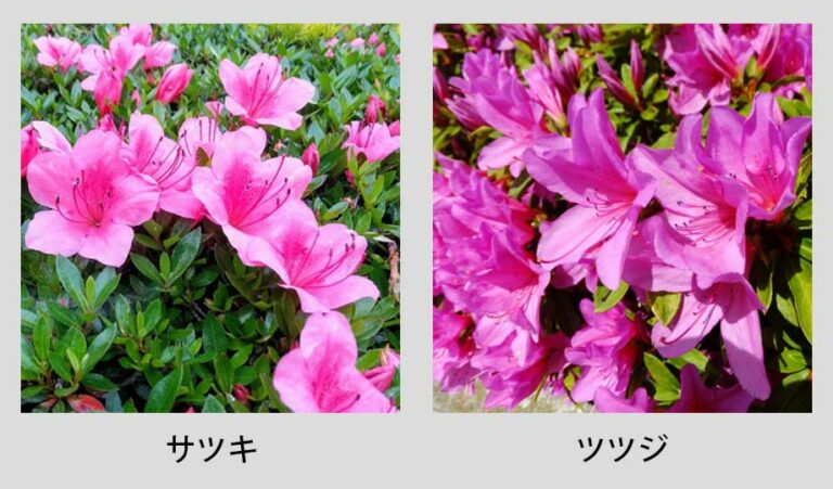 サツキの花が咲かない原因はコレ！最も多いのは「剪定の失敗」と「肥料不足」です