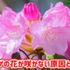 シャクナゲの花が咲かない原因と対処法