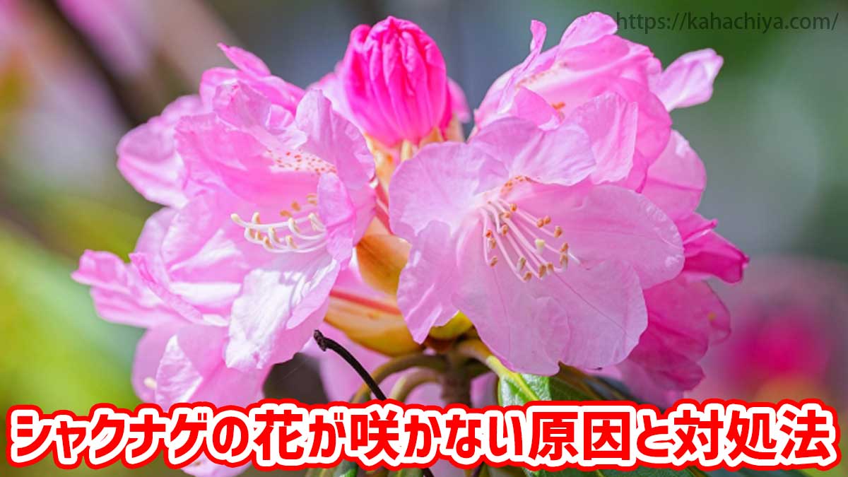 シャクナゲの花が咲かない原因と対処法