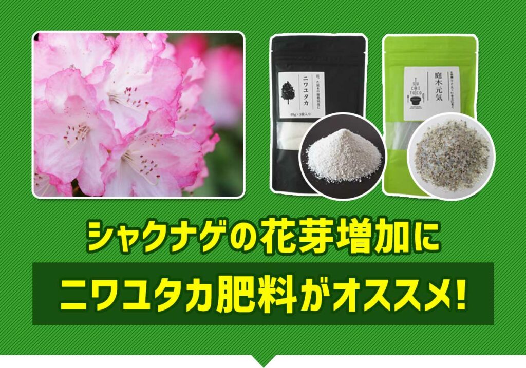 シャクナゲの花芽増加にニワユタカ肥料セットがオススメ