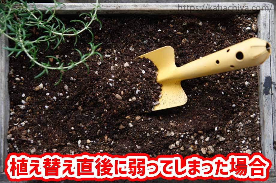 植え替え直後に弱ってしまった場合