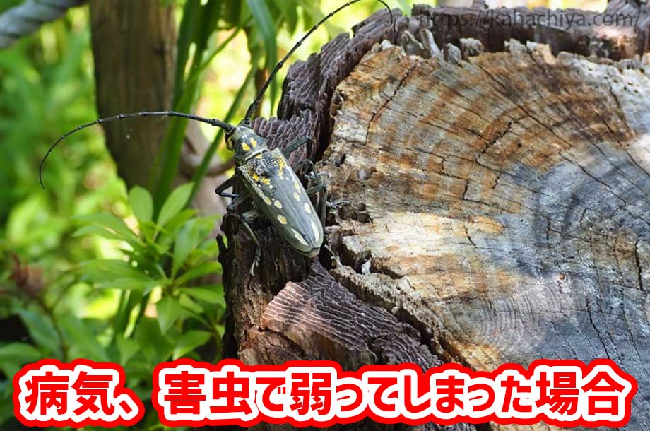 病気、害虫で弱ってしまった場合