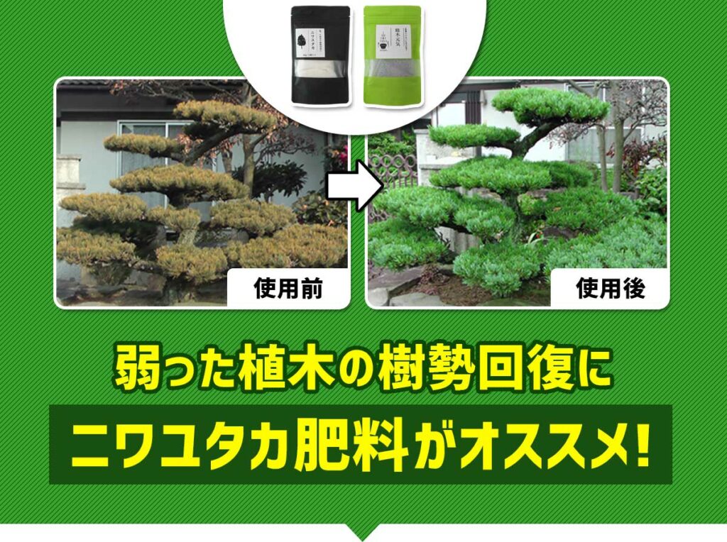 弱った植木の樹勢回復に ニワユタカ肥料セットがオススメ