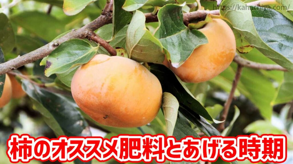 柿の木がおかしい – 柿の木 種類 – 第17回ネット歌会詠草/17: 短歌人ネット歌会場 – LXVW