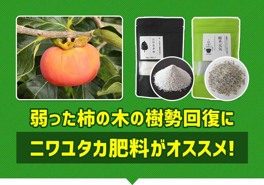 弱った柿の木の樹勢回復に「ニワユタカ肥料セット」がオススメ