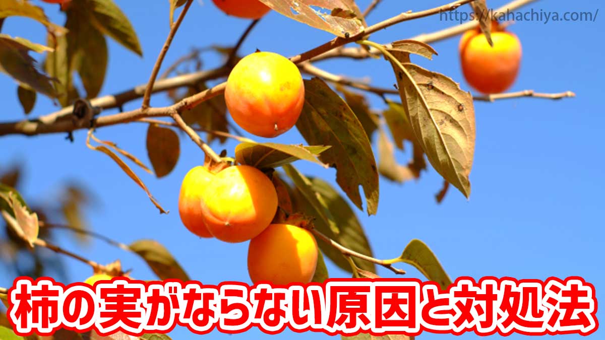 柿の実がならない原因＆柿の実が落ちる原因と対処法