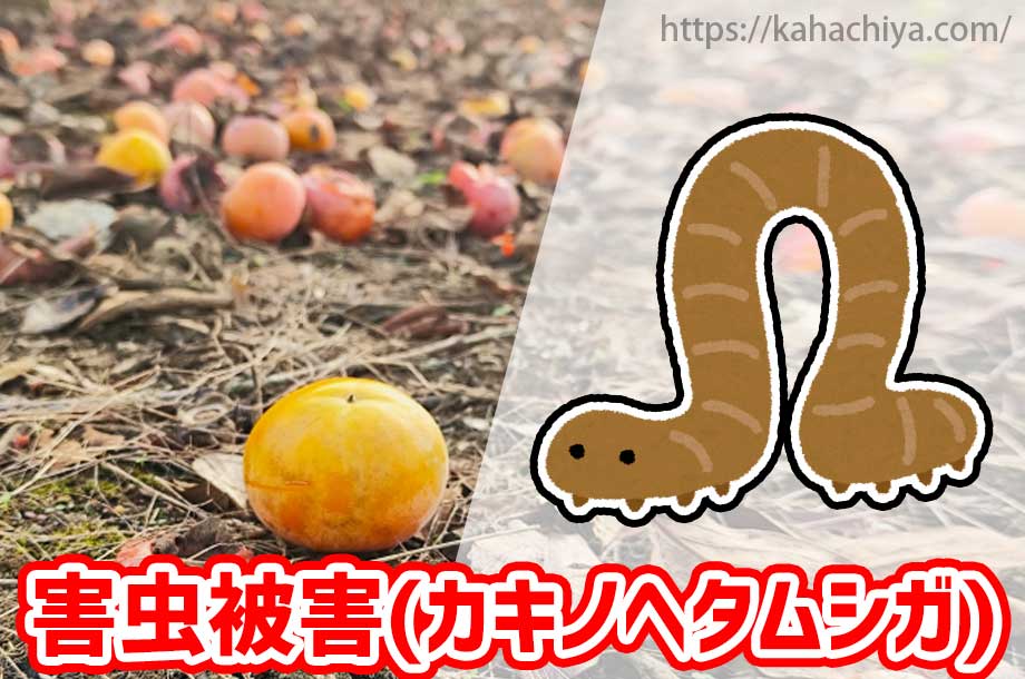 カキノヘタムシガによる害虫被害