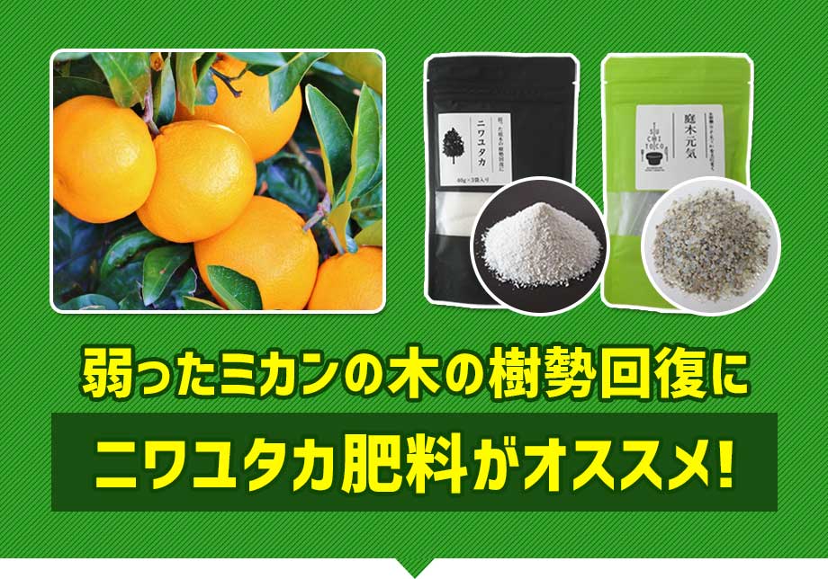 弱ったミカンの木の樹勢回復にニワユタカ肥料セットがオススメ