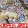 モクレンの花が咲かない原因と対処法