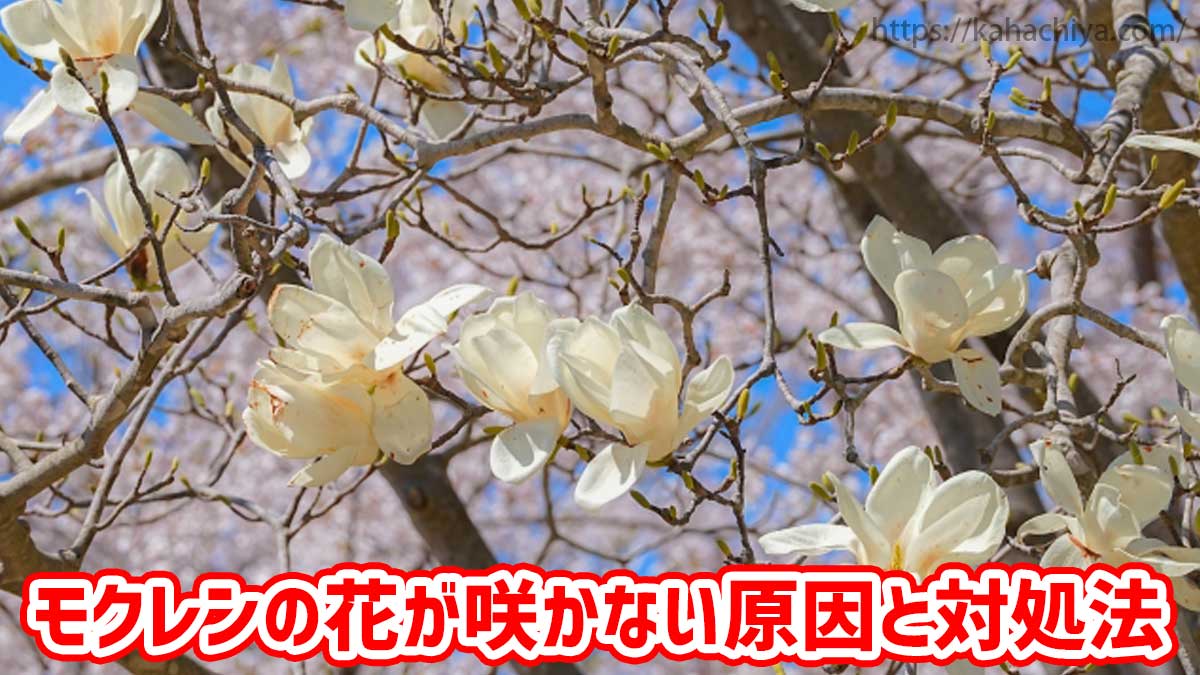 モクレンの花が咲かない原因と対処法