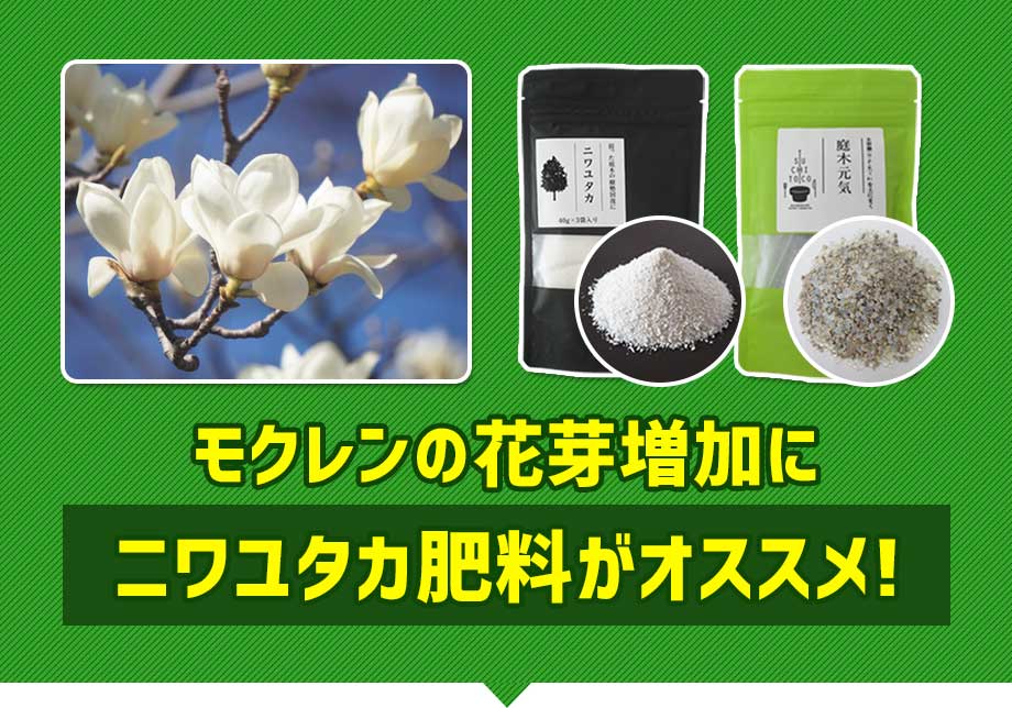 モクレンの花芽増加に「ニワユタカ肥料セット」がオススメ