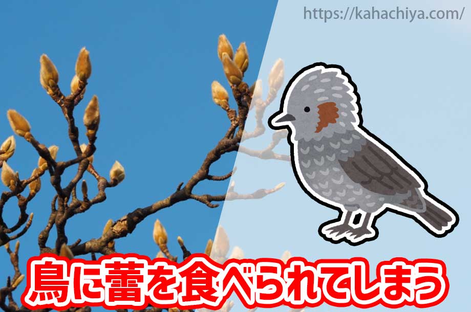 鳥に蕾を食べられてしまう