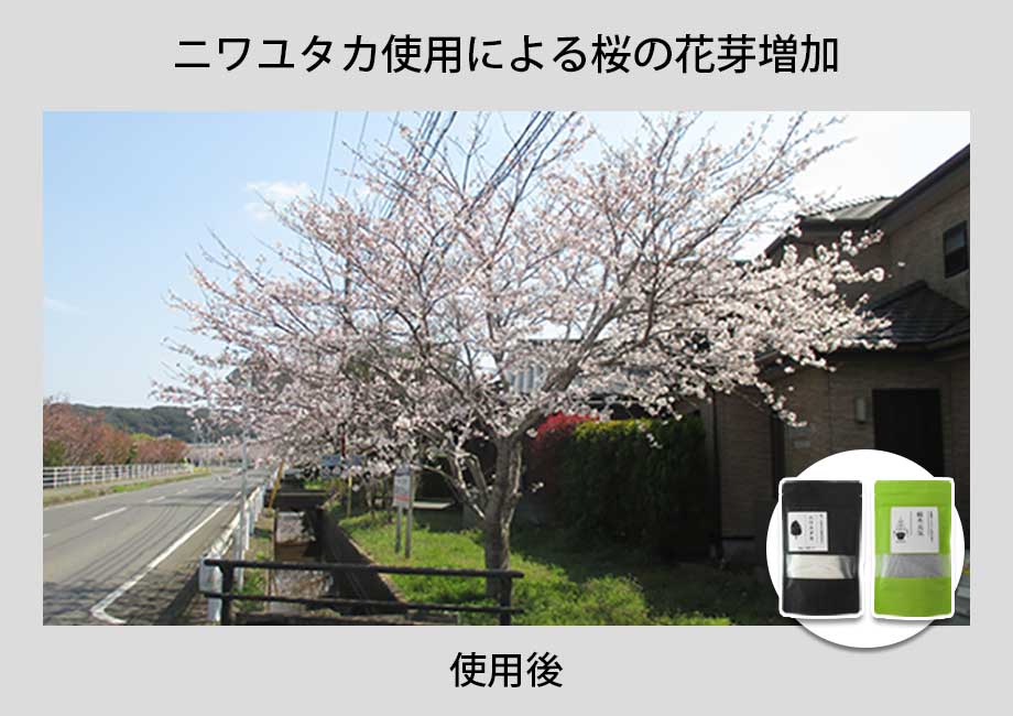 桜に「ニワユタカ肥料セット」を使用した事例1