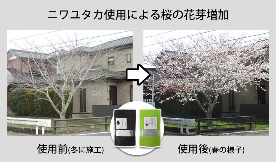 桜に「ニワユタカ肥料セット」を使用した事例1