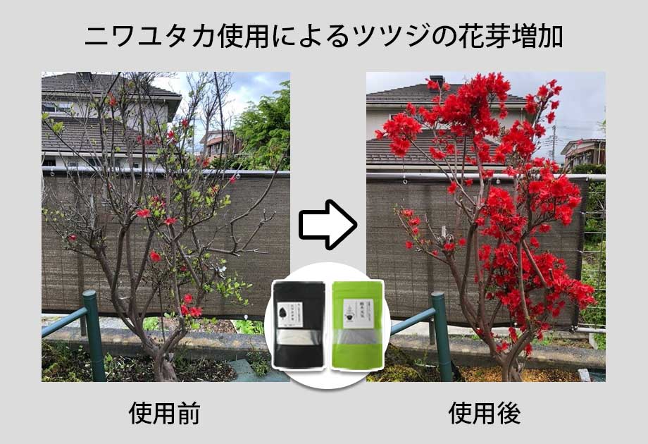 ツツジに「ニワユタカ肥料セット」を使用した事例2