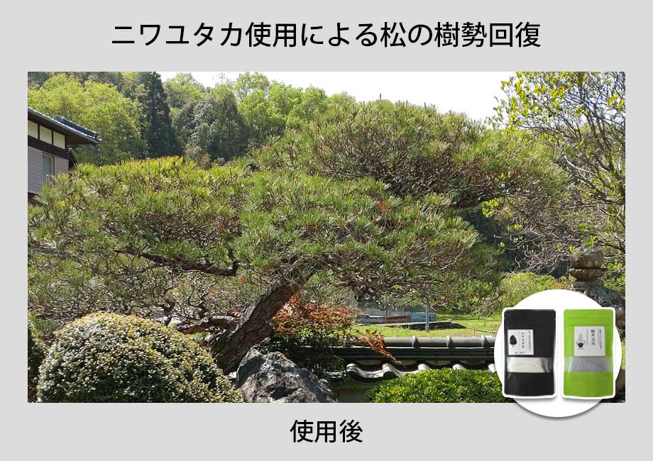 松に「ニワユタカ肥料セット」を使用した事例1