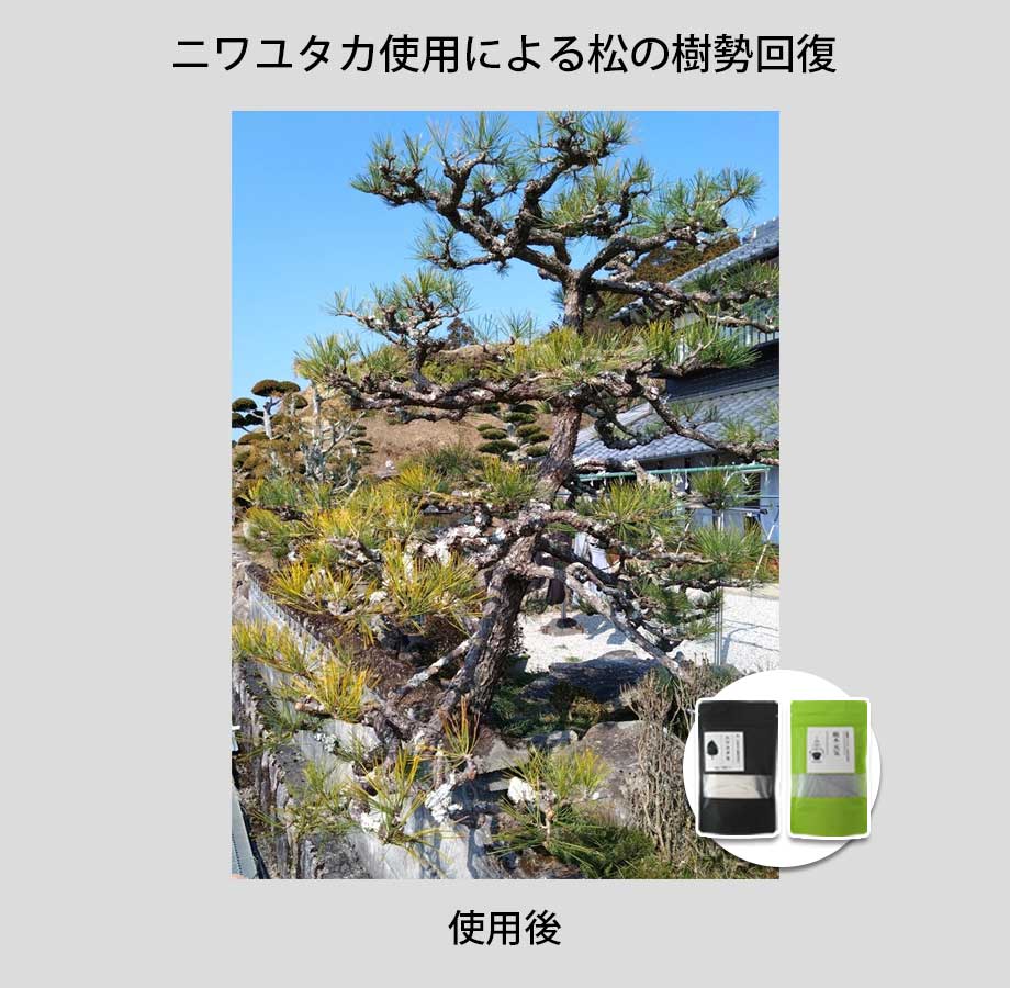 松に「ニワユタカ肥料セット」を使用した事例2