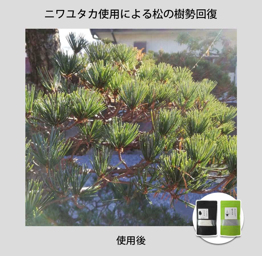 松に「ニワユタカ肥料セット」を使用した事例3