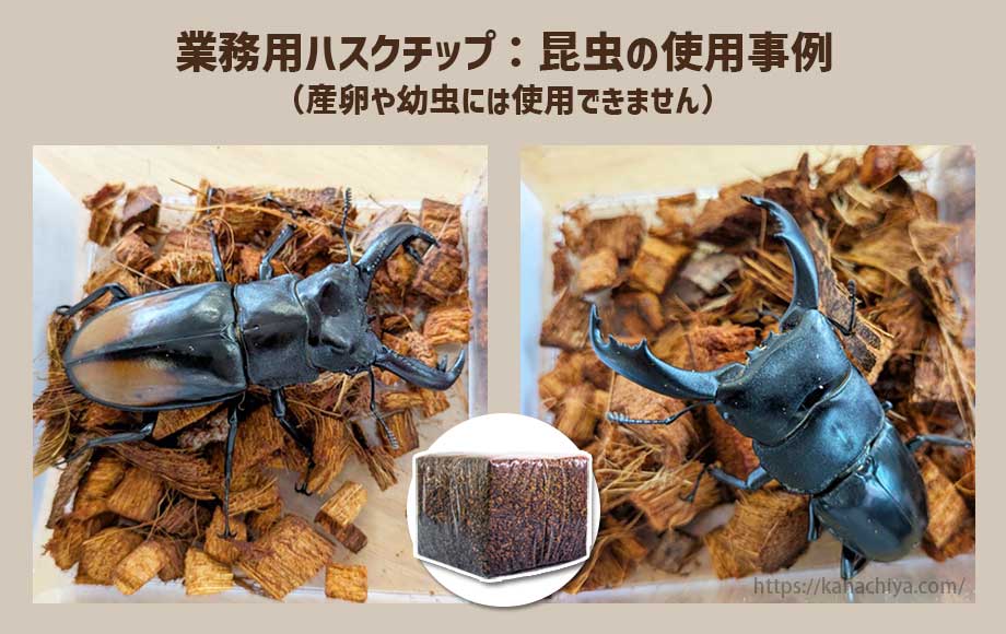 業務用ハスクチップ：昆虫の使用事例3