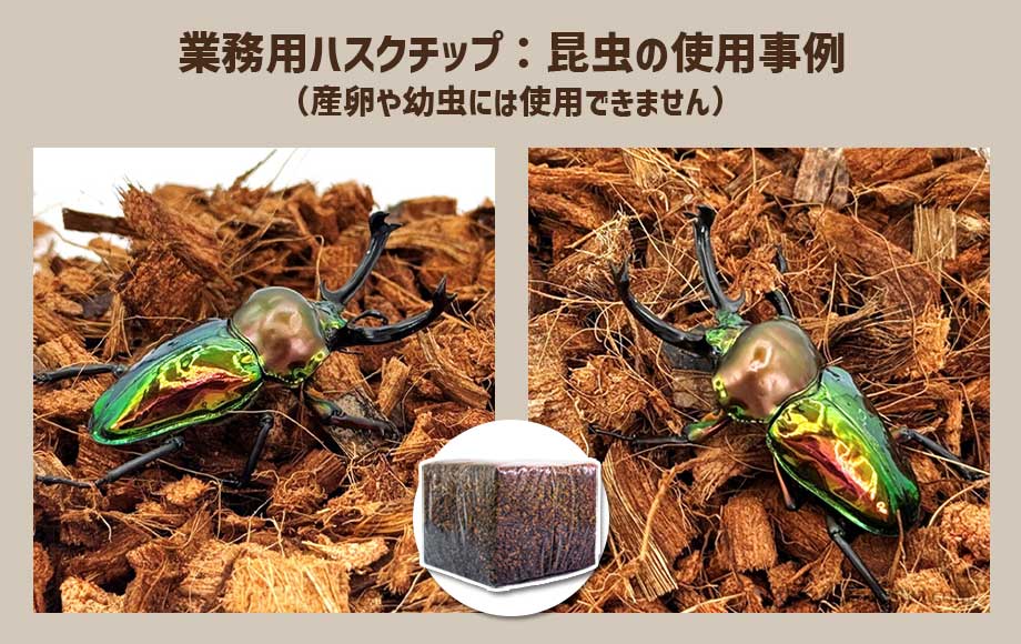 業務用ハスクチップ：昆虫の使用事例4